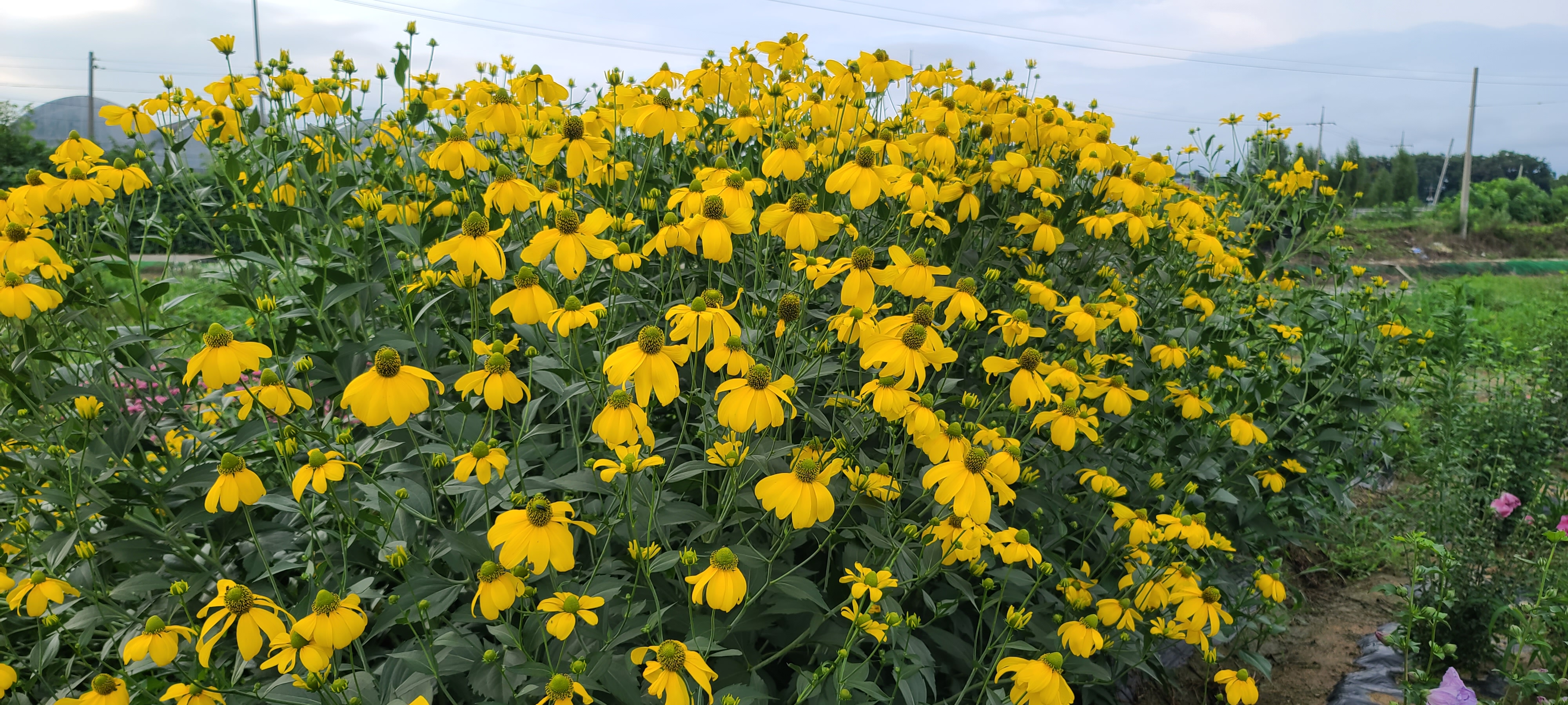 Rudbeckia laciniata 'Herbstsonne'
